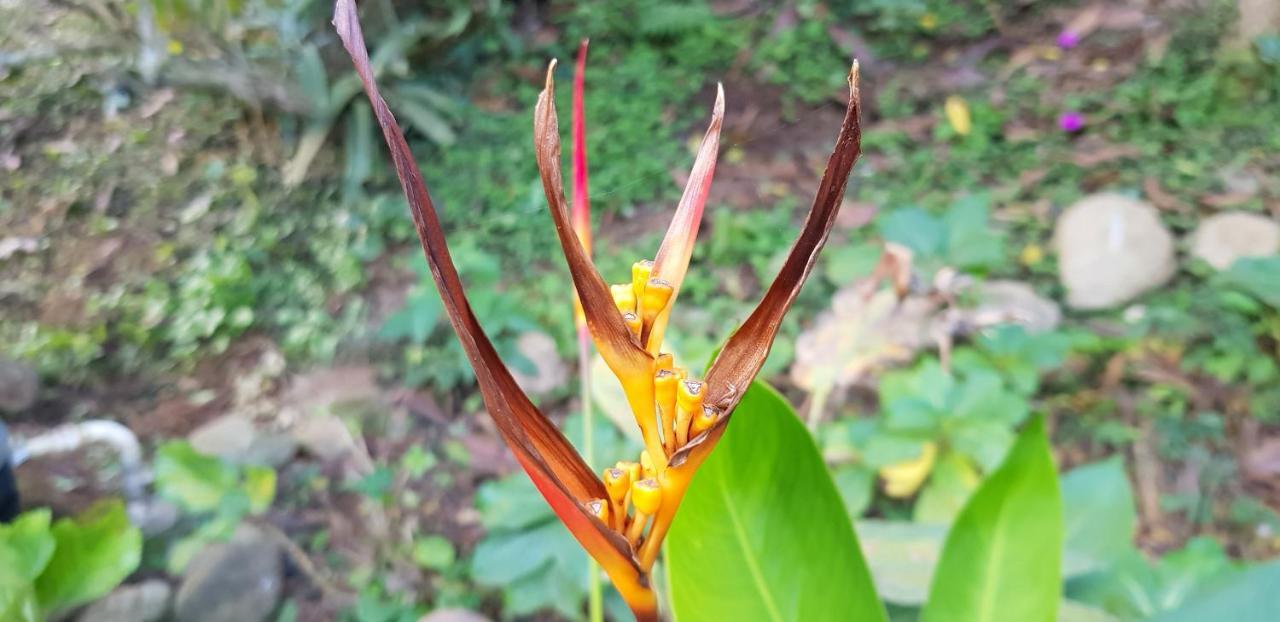Vale Das Maritacas Teresopolis别墅 外观 照片