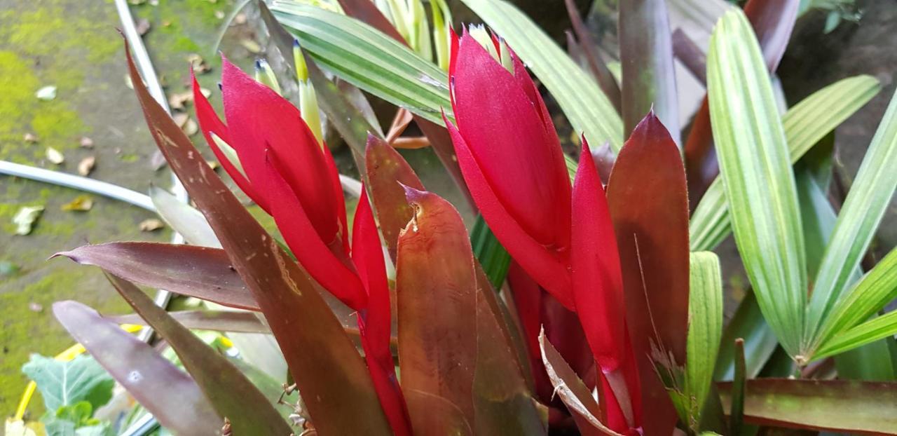 Vale Das Maritacas Teresopolis别墅 外观 照片